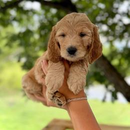 Dixie (purple) - Cream female Goldendoodle puppy in Hutto, Texas from Crystal's Goldendoodles
