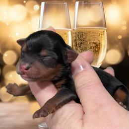 Champagne - Black and tan male Yorkipoo puppy in Coshocton, Ohio from Forever Family Puppies