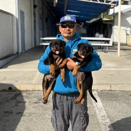 Rottweiler Puppies from Vom Haus Fantasy Rottweiler Kennel