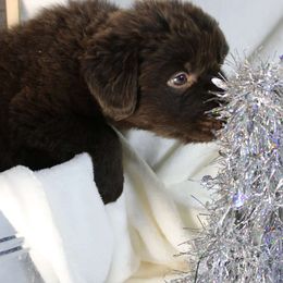 Purple - Brown Newfoundland puppy in Caribou, Maine from Starfire Newfoundlands
