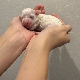 Finn - White male Poodle puppy in Queen Creek, Arizona from Prestigious Toy Poodles