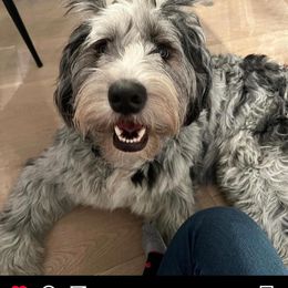 Bernedoodle Puppies from Natchez Trace Doodles