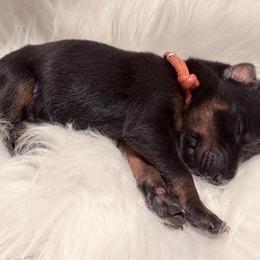 Orange collar Male - Black and rust male Doberman Pinscher puppy in Madison, Indiana from Jensen Dobermans and Dachshunds