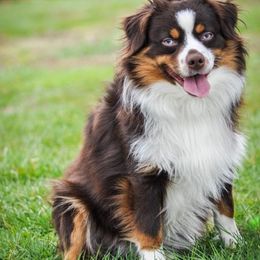 Toy Australian Shepherds from Clear Water Toy Aussie