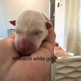 White Wheaton - Wheaten female Scottish Terrier puppy in Albuquerque, New Mexico from Johnson's Highland Terriers