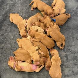 Camo Collar - Dark golden male Golden Retriever puppy in Turtlepoint, Pennsylvania from Allegheny River Retrievers