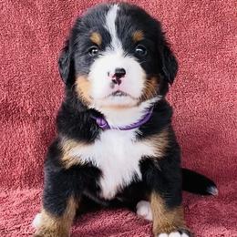 Purple Collar Female - Black rust and white female Bernese Mountain Dog puppy in Bristol, Tennessee from Holston Hollow Farm