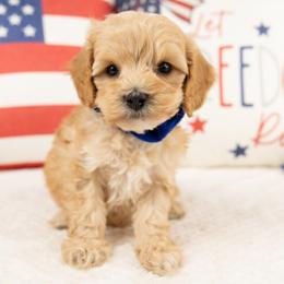 Milo - Buff male Cockapoo puppy in Salt Lake City, Utah from My Doodle Puppy