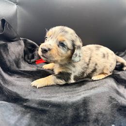 Red - Dapple male Dachshund puppy in South Fulton, Tennessee from Stiles' Mini Doxies