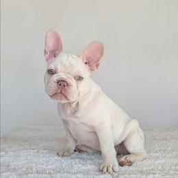 Nelly (Blue Collar Girl) - Cream female French Bulldog puppy in Melba, Idaho from Frost's Frenchies