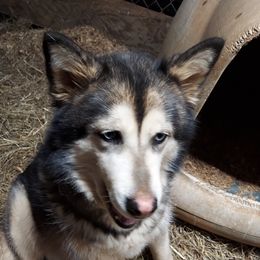 Lassie - Siberian Husky