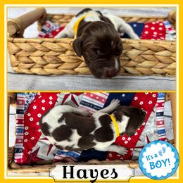 Hayes - Liver roan male German Shorthaired Pointer puppy in Spotsylvania Courthouse, Virginia from Ambitious Acres Kennels