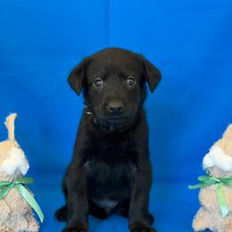Ms. Black - Black female Labrador Retriever puppy in Overton, Nevada from Sinfully Sweet Kennel