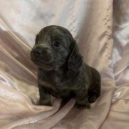 Malibu Barbie - Fawn (Isabella) female Dachshund puppy in Santa Fe, Texas from Jennifer Marett