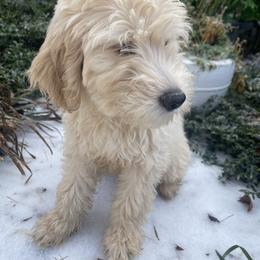 Baby Biscuit - Cream female Goldendoodle puppy in Louisburg, North Carolina from Lakes Golden Doodles