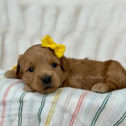 April (Yellow collar) - Apricot female Goldendoodle puppy in Salem, Utah from Aspen Doodles