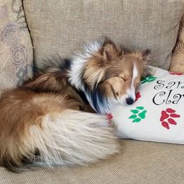 Shetland Sheepdog All Grown Up from Fox Point Farm Toy Shelties