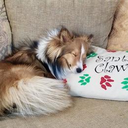 Shetland Sheepdog All Grown Up from Fox Point Farm Toy Shelties