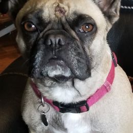 French Bulldogs from DnA Frenchies - Don and Angela Frenchies