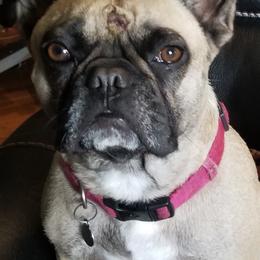 French Bulldogs from DnA Frenchies - Don and Angela Frenchies