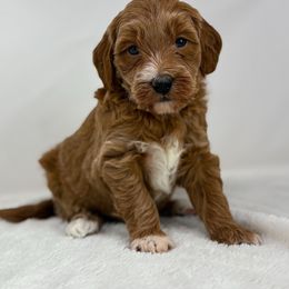 Howard - Red  male Goldendoodle puppy in Fleming, Colorado from Vandenbark Doodles
