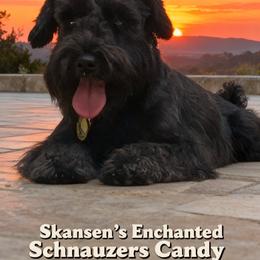 Miniature Schnauzer puppies from AKC Puppies 2 Love