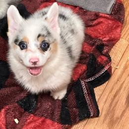 Boy 2 - Blue merle and white male American Corgi puppy in Hico, Texas from Chisholm Trail Kennels