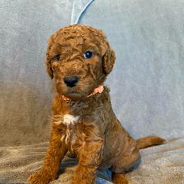 Male Orange Collar(Tank) - Red  male Goldendoodle puppy in Cape Coral, Florida from GoldenDoodles Cape Coral