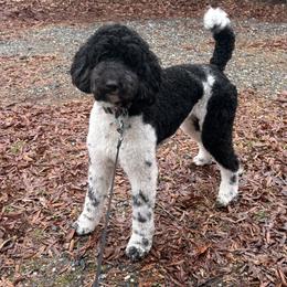 Rosabelle - Poodle