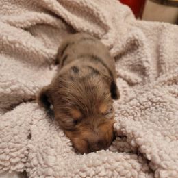 Pinky - Dapple female Dachshund puppy in El Cajon, California from Lisa Buxton