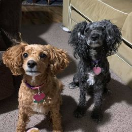 Poodles from Oodlez of Mini Poodles