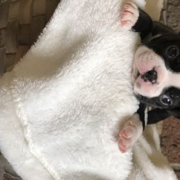 Boston Terrier Puppies from True North Bostons