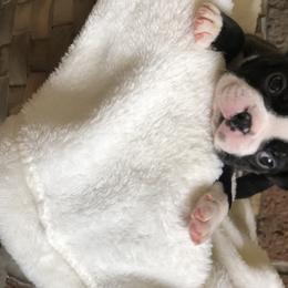 Boston Terrier Puppies from True North Bostons