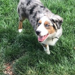 Miniature Australian Shepherd All Grown Up from Mountain Springs’ Aussies