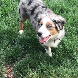 Miniature Australian Shepherd All Grown Up from Mountain Springs’ Aussies