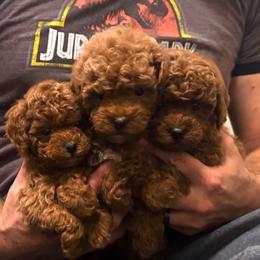 Poodle Puppies from Mountain Valley Poodles