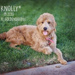 Knolly - Goldendoodle