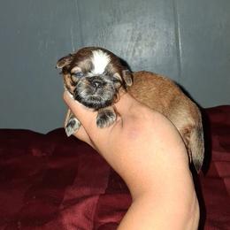 Boy 2 - Black gold and white male Shih Tzu puppy in Birmingham, Alabama from K&D kennels