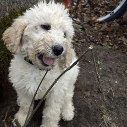 Goldendoodles from Oopsie Doodles and Muddy Paws