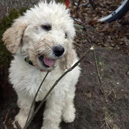 Goldendoodles from Oopsie Doodles and Muddy Paws