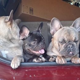 French Bulldogs from Frenchies N Roses