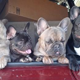 French Bulldogs from Frenchies N Roses