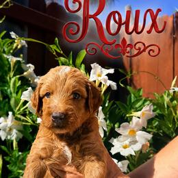 Red collar boy - Apricot male Goldendoodle puppy in Fairfield, California from Twin Sisters Doodles