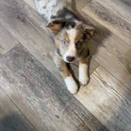 Cash - Red merle male Miniature Australian Shepherd puppy in Ocala, Florida from Young Pups
