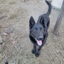 Girl 1 Madeline - Black German Shepherd puppy in Wright County, Missouri from The Old Red Barn Kennel