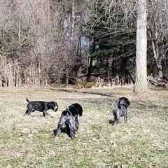 German Wirehaired Pointer Puppies from Backwoods Kennels