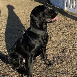 Gunner - Labrador Retriever