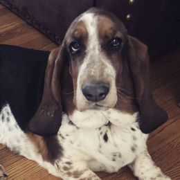 Basset Hounds from Albie's Bassett Farm