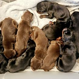 Doberman Pinscher puppies from Double-Take Doberman Kennels