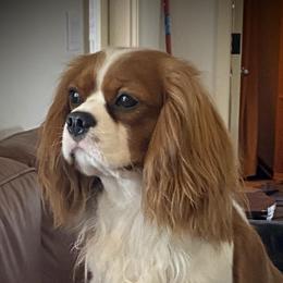 Oliver - Cavalier King Charles Spaniel